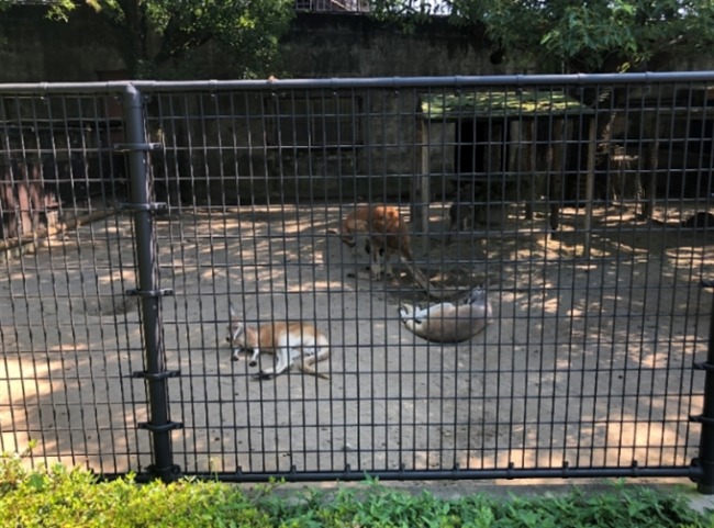 フェニックス動物園1