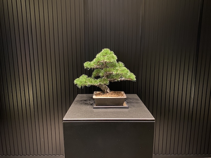 リッツ・カールトン京都の盆栽